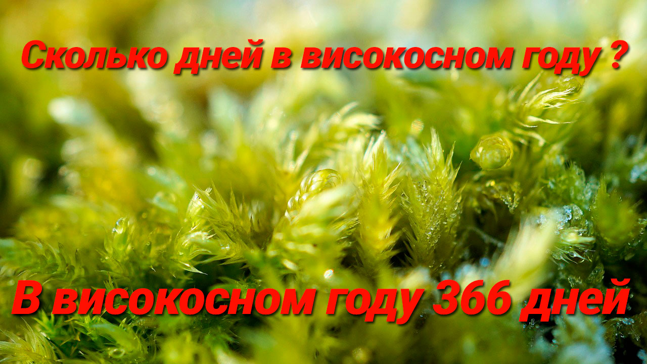 Сколько дней в високосном году